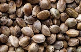 RESURRECTION GENETICS SEEDS / SHEBERGHAN 3 SEEDS